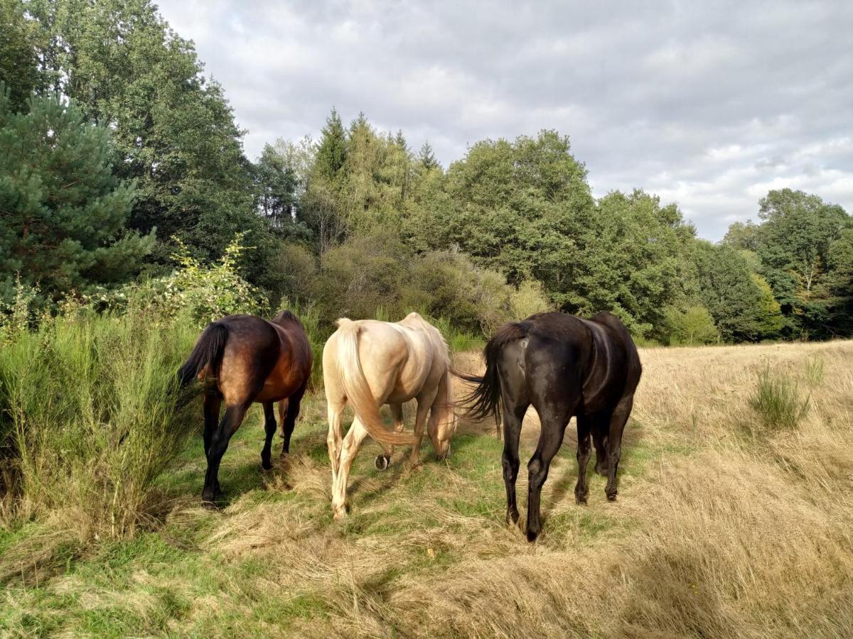 L'Echappee Verte - Gite Equestre 5 Pers Soucht Exterior foto