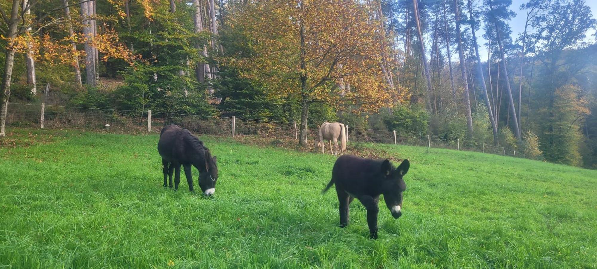 L'Echappee Verte - Gite Equestre 5 Pers Soucht Exterior foto